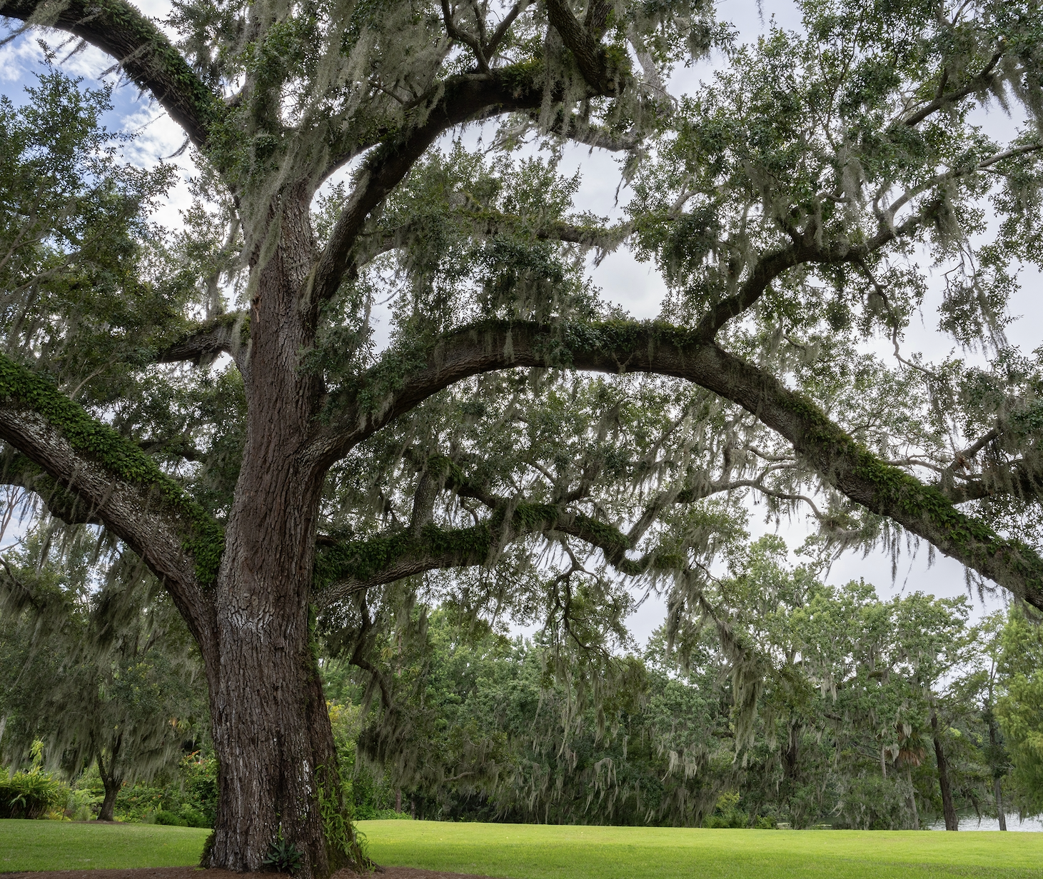 Oak tree with Spanish moss symbolizing growth and endurance
